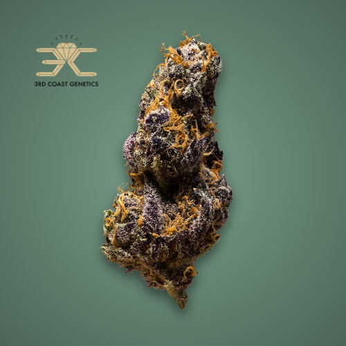 Black Cheese | 7g + 14g