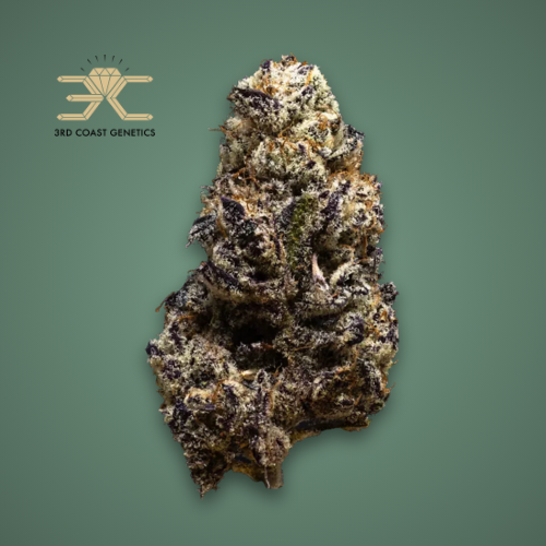 Black Truffle | 7g + 14g